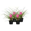 Tillandsie - Tillandsia cyanea Pink 1 Blüte, Höhe 20-25 cm, Ø9 cm Topf, 4er Set