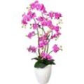 Orchidee Phalaenopsis, real touch - kaiserkraft