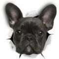 3D-Hunde-Wandaufkleber – 2er-Pack – lustige dekorative Aufkleber – schwarze französische Bulldogge, Hundeaufkleber für Wand – Kühlschrank – Toilette