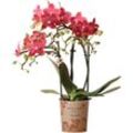 Kolibri Orchideen - Rote Phalaenopsis Orchidee - Kongo - Topfgröße 9cm - frisch vom Züchter