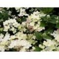 Rispenhortensie 'Switch'® - Hydrangea paniculata