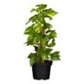 Goldene Efeutute - Epipremnum Aureum Mooststab, Höhe 90-100 cm, Ø24 cm Topf, 1 Pflanze