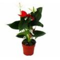 Flamingoblume 'Sierra Red & Sierra White' twins Rot/Weiss 14cm Topf Anthurium andreanum