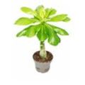 Exotenherz - Hawaii-Palme -Brighamia insignis