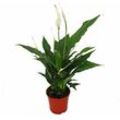 Spathiphyllum, Einblatt, 'Sweet Chico', 13cm Topf