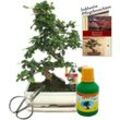 Bonsai - Fukientee - Carmona microphylla - ca. 10 Jahre - 25cm Schale - Geschenk-Set mit Schere und Dünger