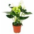 Flamingoblume 'Sierra White' weiss Anthurium andreanum 14cm