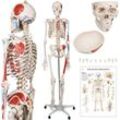 Jago® Anatomie Skelett - Lebensgroß, mit Poster, Ständer, Beweglich, abnehmbare Gliedmaßen - Menschliches Skelett, Anatomisches Körpermodell, für