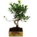 Bonsai fürs Zimmer - in moderner Trendkeramik - Zimmerbonsai Ficus - 8 Jahre alt - Steinoptik