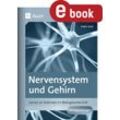 Auer Verlag Nervensystem und Gehirn