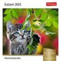 Harenberg Postkartenkalender Katzen 2025