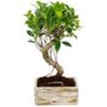 Bonsai fürs Zimmer - in moderner Trendkeramik - Zimmerbonsai Ficus - 6 Jahre alt - Holzoptik