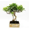 Bonsai fürs Zimmer - in moderner Trendkeramik - Zimmerbonsai Ficus - 8 Jahre alt - Holzoptik