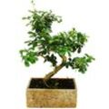 Bonsai fürs Zimmer - in moderner Trendkeramik - Zimmerbonsai Carmona - 8 Jahre alt - Steinoptik