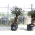 exakt dieser Baum Nr. 24N, 220 cm, Olivenbaum, Bonsai, knorrige alte urige Olive winterhart