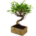 Bonsai fürs Zimmer - in moderner Trendkeramik - Zimmerbonsai Ficus - 6 Jahre alt - Steinoptik