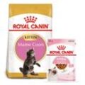 ROYAL CANIN KITTEN Maine Coon 4kg + Kitten in Soße 12x85g