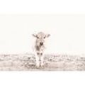 Fototapete LIVING WALLS "ARTist Highland Cattle", beige (creme, creme), B:4m L:2,7m, Vlies, Tapeten, Vlies, Wand, Schräge