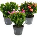 Großer Weihnachtskaktus - Schlumbergera - xxl - 17cm Topf - ca. 25-35cm hoch - weisse Blüten