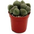 Exotenherz - Pleiospilos nelii - Lebender Stein - Lebender Granit - im 5,5cm Topf