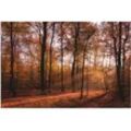 Wandbild ARTLAND "Sonnenaufgang im Herbst II" Bilder Gr. B/H: 90cm x 60cm, Alu-Dibond-Druck Wald,, braun als Alubild, Outdoorbild, Leinwandbild, Poster, Wandaufkleber