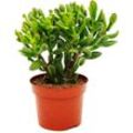 Dickblatt - Löffelbaum - Crassula 'Hobbit' - Sukkulente Zimmerpflanze - 12cm Topf