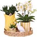 Kolibri Company Geschenkset Mediterranean Sunset mit weißer Phalaenopsis Orchidee Lausanne und Sukkulenten inkl. Keramiktöpfen