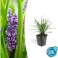 Bodendecker - Lilientraube - Liriope muscari 'Big Blue' - 9cm Topf - Set mit 40 Pflanzen