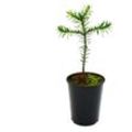 Chilenische Schmucktanne - Andentanne - Araucaria araucana - Setzling im 15cm Topf