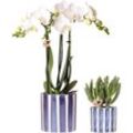 Kolibri Orchids Set aus weißer Phalaenopsis Orchidee Amabilis und Sukkulente Crassula Hobbit im blauen Painted Stripe Topf - Topfgröße 9cm + 6cm