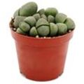 Exotenherz - Pleiospilos nelii - Lebender Stein - Lebender Granit - im 8,5cm Topf