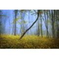 Fototapete PAPERMOON "WALD-HERBST NATUR LANDSCHAFT BÄUME NEBEL BAUM BLUMEN", bunt, B:5,00m L:2,80m, Vlies, Tapeten