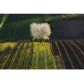 Fototapete PAPERMOON "Felder mit Baum", bunt, B:5,00m L:2,80m, Vlies, Tapeten