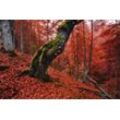 Fototapete PAPERMOON "Baum in Wald", bunt, B:3,50m L:2,60m, Vlies, Tapeten