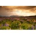 Fototapete PAPERMOON "GEBIRGE-FLUSS SEE BERGE WALD HIMMEL BACH WIESE BLUMEN", bunt, B:4,50m L:2,80m, Vlies, Tapeten