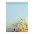 Rollo Klemmfix, ohne Bohren, blickdicht, Pusteblume - Blau, 120 x 150 cm (B x L)