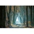 Fototapete PAPERMOON "Photo-Art ELLEN BORGGREVE, KALTES LICHT IM WALD", bunt, B:5,00m L:2,80m, Vlies, Tapeten