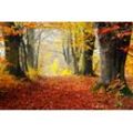 Fototapete PAPERMOON "WALD-HERBST BÄUME NATUR LANDSCHAFT BAUM ALLEE WANDBILD", bunt, B:4,50m L:2,80m, Vlies, Tapeten