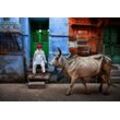 Fototapete PAPERMOON "Photo-Art FADHEL ALMUTAGHAWI, INDIEN", bunt, B:4,00m L:2,60m, Vlies, Tapeten