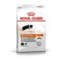 ROYAL CANIN ENERGY 4100 (AGILITY) 15kg