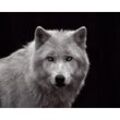 Bild WHITE WOLF