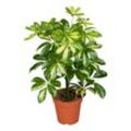 Strahlenaralie - Schefflera arboricola, Höhe 30-40 cm, Ø13cm Topf, 1 Pflanze