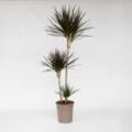 Plant in a Box - Drachenbaum - Dracaena marginata - Höhe 110-130cm - Topf 24cm