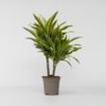 Plant in a Box - Drachenbaum - Dracaena deremensis 'Lemon Lime' - Höhe 60-70cm - Topf 17cm