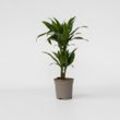 Plant in a Box - Drachenbaum - Dracaena deremensis 'Janet Craig' - Höhe 60-70cm - Topf 17cm