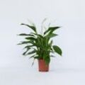 Plant in a Box - Friedenslilie - Einblatt - 4 Stk - Spathiphyllum 'Lima' - Höhe 60-75cm - Topf 12cm