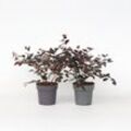 Plant in a Box - Hexenstrauch - 2er-Set - Loropetalum 'Fire Dance' - Höhe 30-40 cm - Topf 15 cm