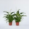 Plant in a Box - Friedenslilie - Einblatt - 2 Stk - Spathiphyllum 'Lima' - Höhe 60-75cm - Topf 17cm