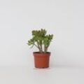 Jadepflanze - Crassula ovata 'Minor' - Höhe 30-35cm - Topf 17cm