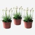 Plant in a Box - Grasnelke - 3 Stk - Armeria maritima 'Deep White' - Höhe 20-30cm - Topf 12cm